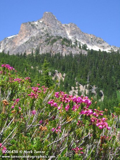 Pink Heather w/ Ragged Ridge bkgnd
