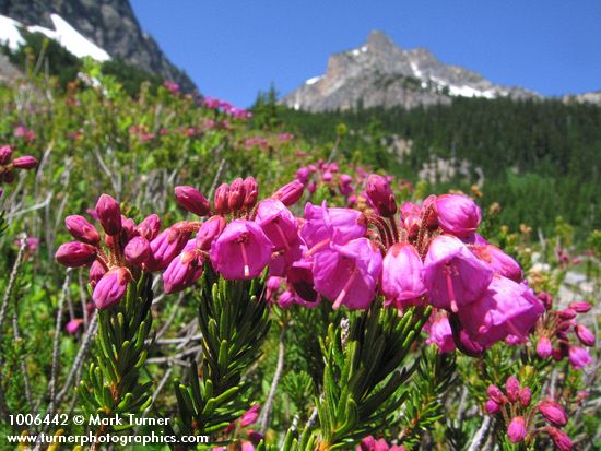 Pink Heather w/ Ragged Ridge bkgnd