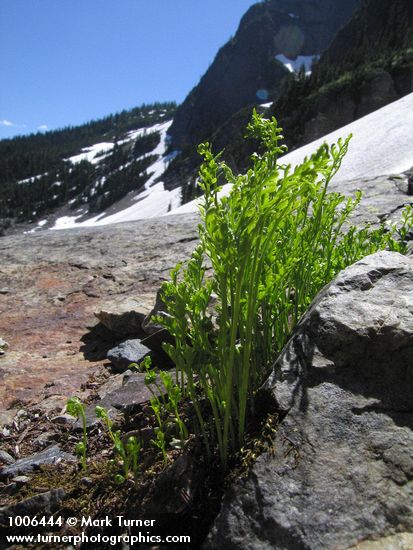 American Rockbrake (Parsley Fern) emerging foliage
