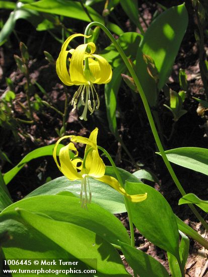 Glacier Lilies