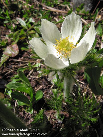 Western Pasqueflower