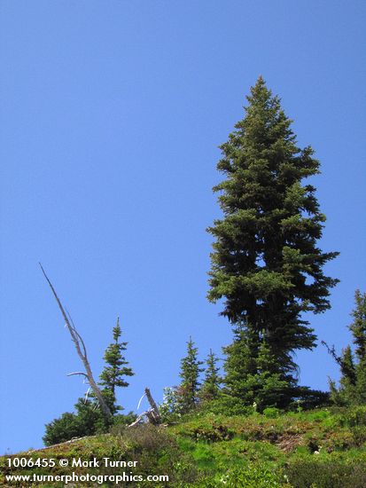 Subalpine Fir against blue sky