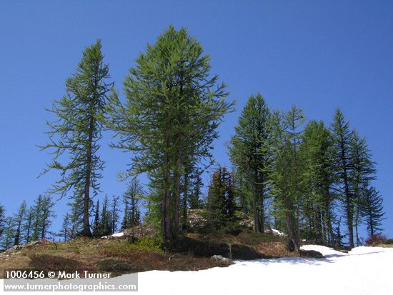 Subalpine Larches against blue sky