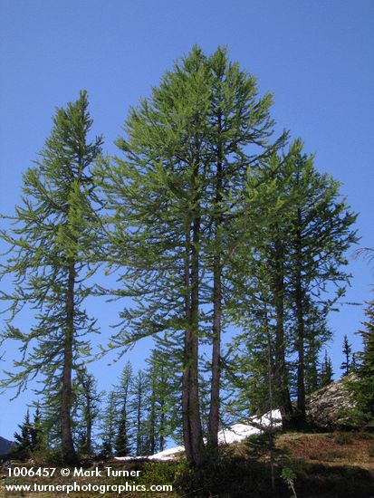 Subalpine Larches against blue sky
