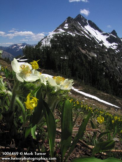 Western Pasqueflowers & Glacier Lilies w/ Ragged Ridge bkgnd