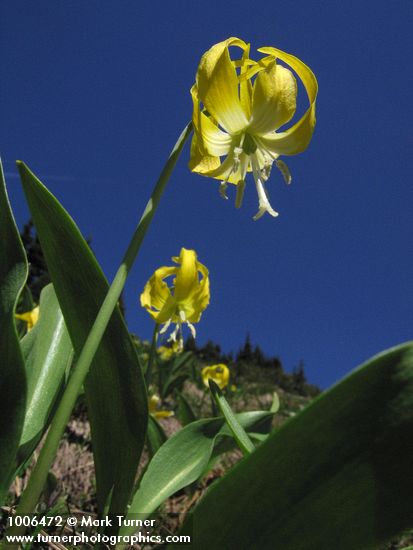 Glacier Liliy against blue sky