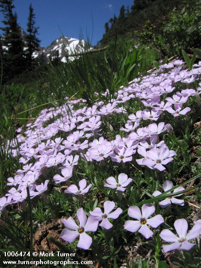 Spreading Phlox