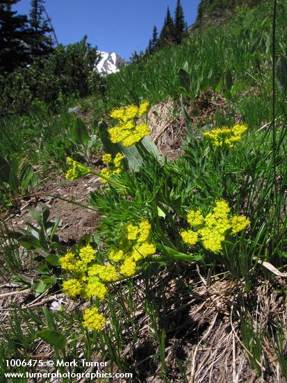 Brandegee's Lomatium