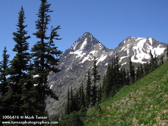 Subalpine Firs on slope above Easy Pass w/ Katsuk & Mesachie Peaks on Ragged Ridge bkgnd