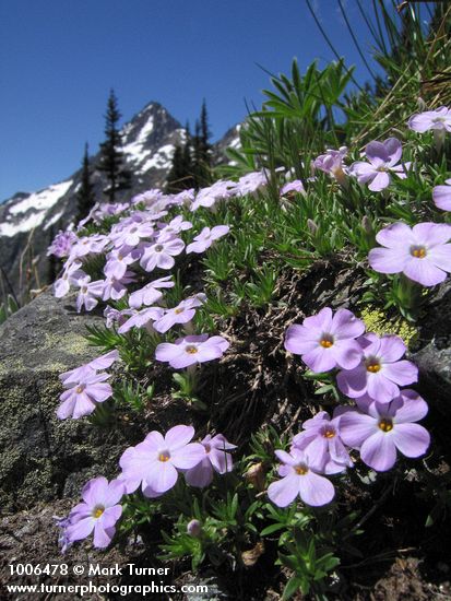 Spreading Phlox