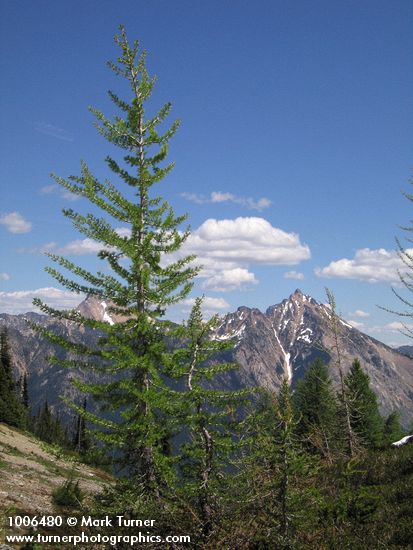 Subalpine Larches