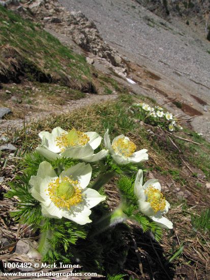 Western Pasqueflowers below trail at Easy Pass