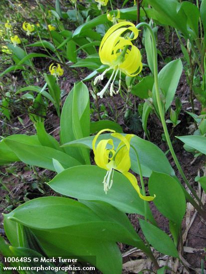 Glacier Lilies