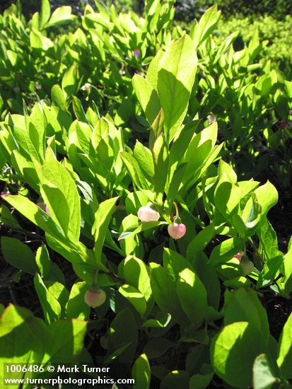Cascade Blueberries, backlit