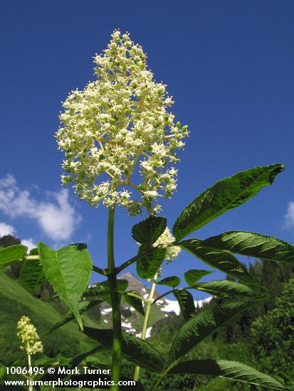 Red Elderberry blossoms & foliage against blue sky