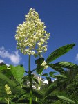 Red Elderberry blossoms & foliage against blue sky