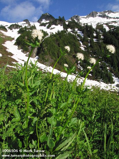 Sitka Valerian w/ Hidden Lake Peaks ridge bkgnd