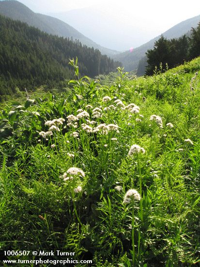 Sitka Valerian backlit w/ view to Cascade River bkgnd
