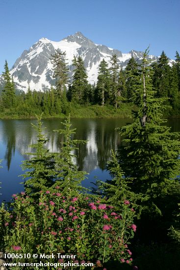 Subalpine Spiraea at edge of Highwood Lake w/ Mt. Shuksan bkgnd
