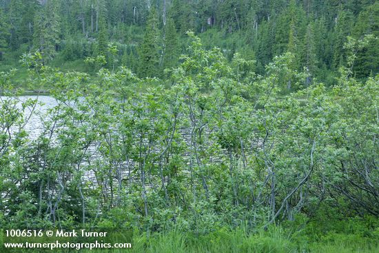 Sitka Willows at edge of Picture Lake