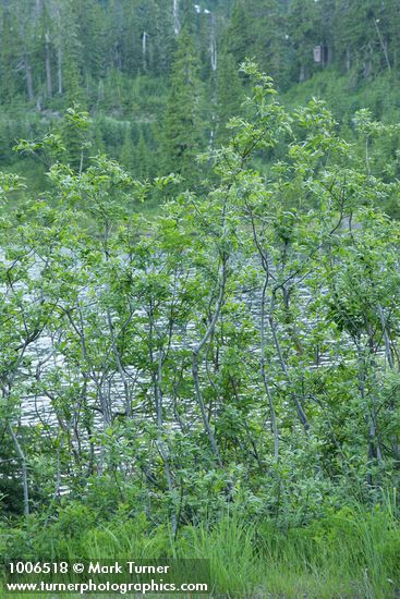Sitka Willows at edge of Picture Lake
