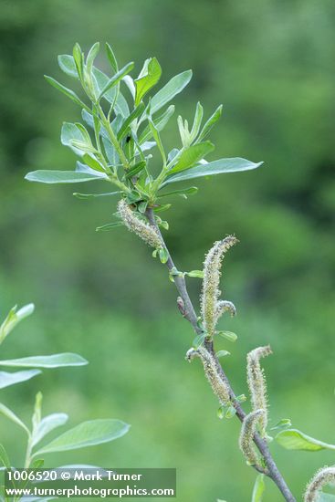 Sitka Willow twig w/ male aments