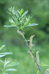 Sitka Willow twig w/ male aments