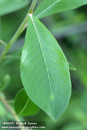 Sitka Willow leaf detail