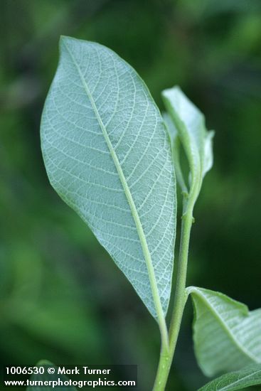 Sitka Willow leaf underside detail