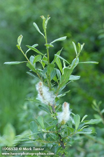 Sitka Willow foliage w/ female aments & seed fluff