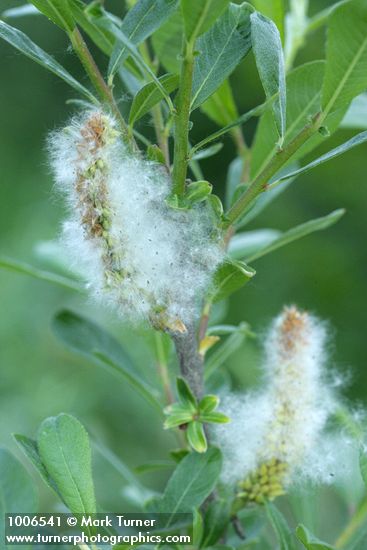 Sitka Willow female aments & seed fluff detail