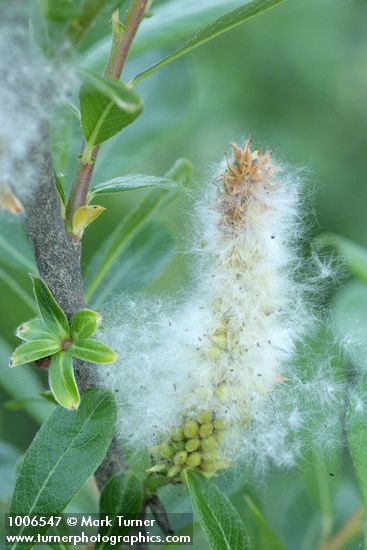 Sitka Willow female ament & seed fluff detail