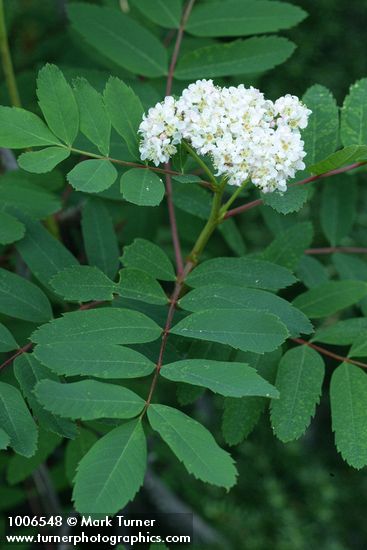 Sitka Mountain-ash blossoms & foliage