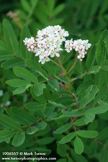 Sitka Mountain-ash blossoms & foliage