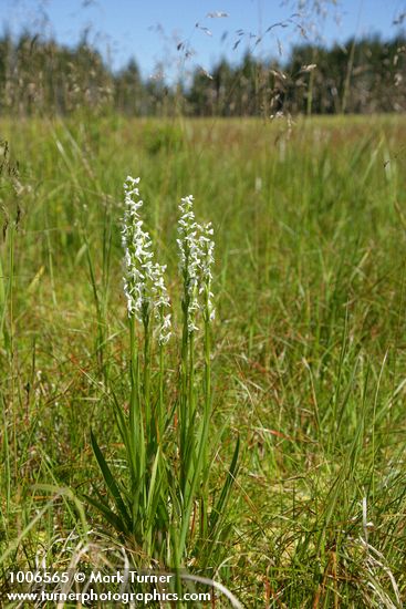 White Bog Orchids among grasses