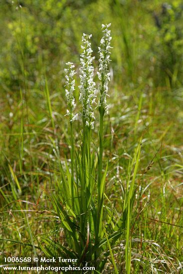 White Bog Orchids