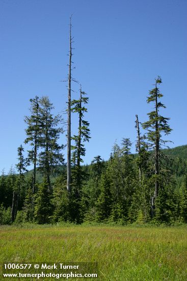 Mountain Hemlocks & Alaska Yellow Cedar at edge of Narrow-leaved Cottongrass & Sedge meadow