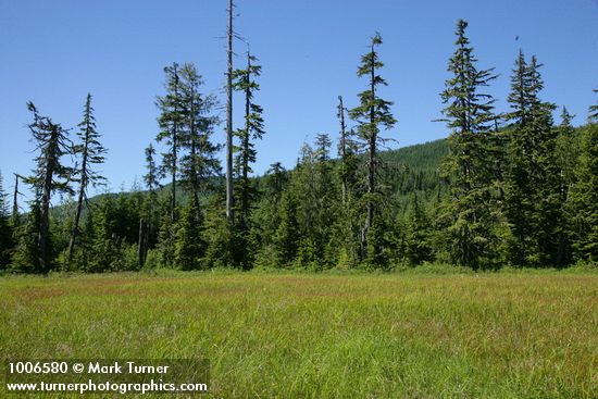 Mountain Hemlocks & Alaska Yellow Cedar at edge of Narrow-leaved Cottongrass & Sedge meadow