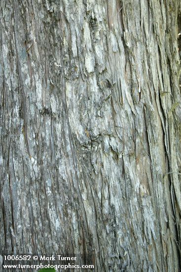 Alaska Yellow Cedar bark
