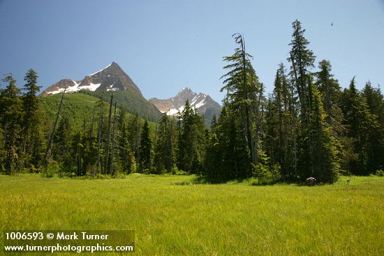 Mountain Hemlocks & Alaksa Yellow Cedars ring Sedge & Narrow-leaved Cottongrass meadow w/ North & South Twin Sisters bkgnd [pan 2 of 3]