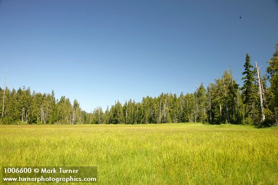 Mountain Hemlocks & Alaksa Yellow Cedars ring Sedge & Narrow-leaved Cottongrass meadow [pan 6 of 16]