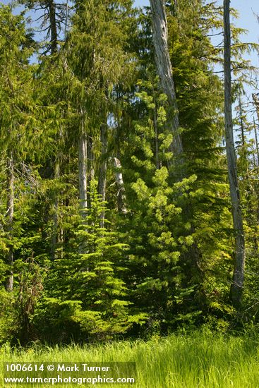 Mountain Hemlock, Subalpine Fir, Western White Pine w/ Alaska Yellow Cedar trunk