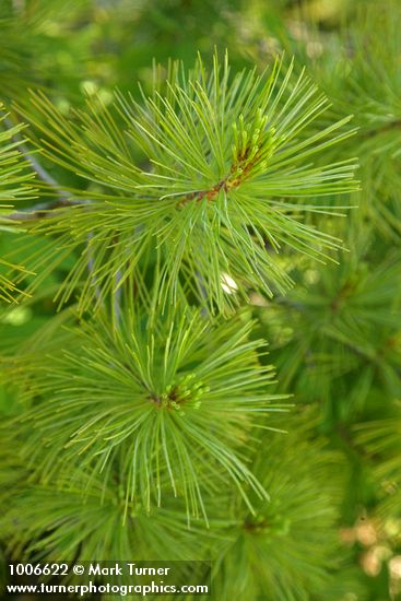 Western White Pine foliage detail