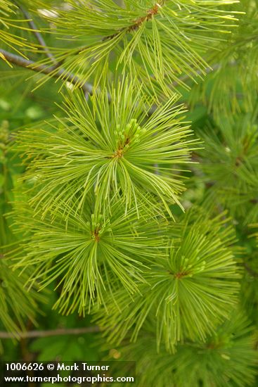 Western White Pine foliage detail