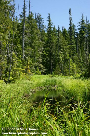 Sitka Sedge at edge of pond w/ Alaksa Yellow Cedars bkgnd