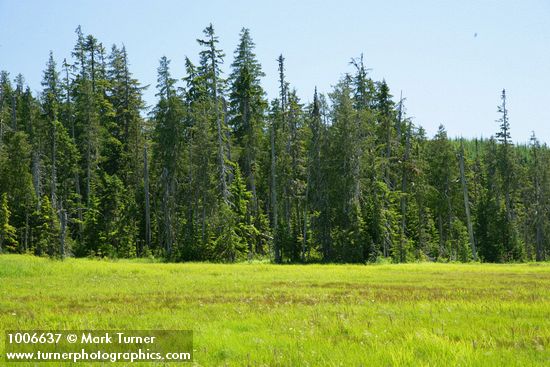 Mountain Hemlocks & Alaksa Yellow Cedars ring Sedge & Narrow-leaved Cottongrass meadow