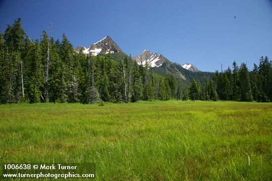 Mountain Hemlocks & Alaksa Yellow Cedars ring Sedge & Narrow-leaved Cottongrass meadow w/ North & South Twin Sisters bkgnd