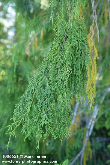 Alaksa Yellow Cedar foliage detail