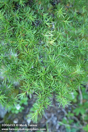 Mountain Hemlock foliage detail