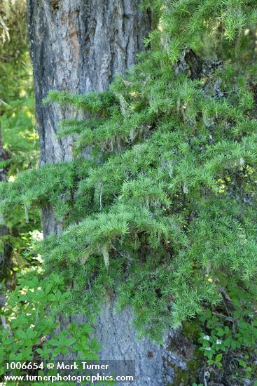 Mountain Hemlock foliage against trunk